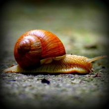 slow as a snail